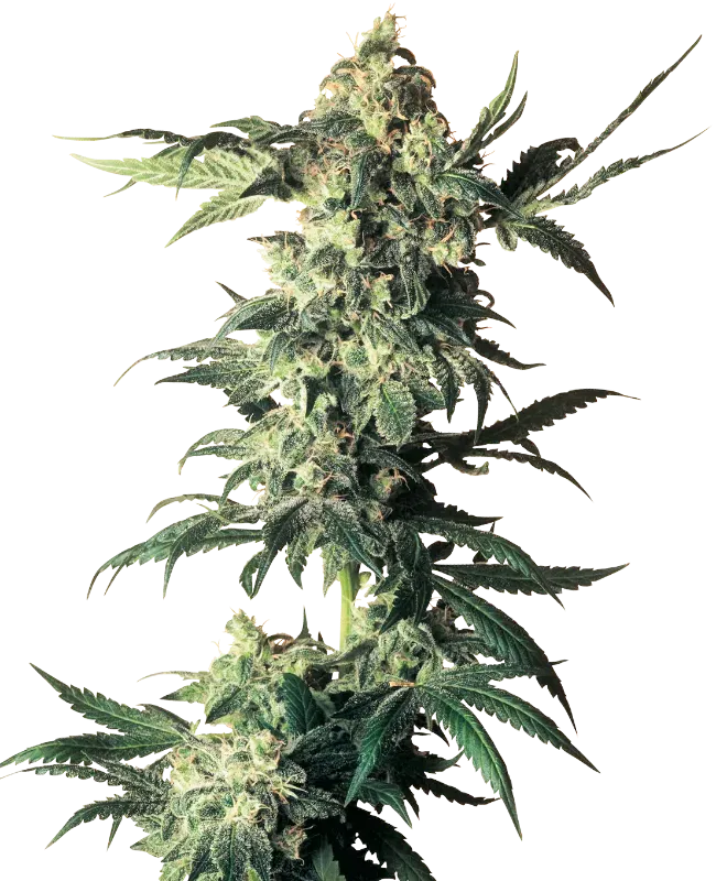 Northern Lights