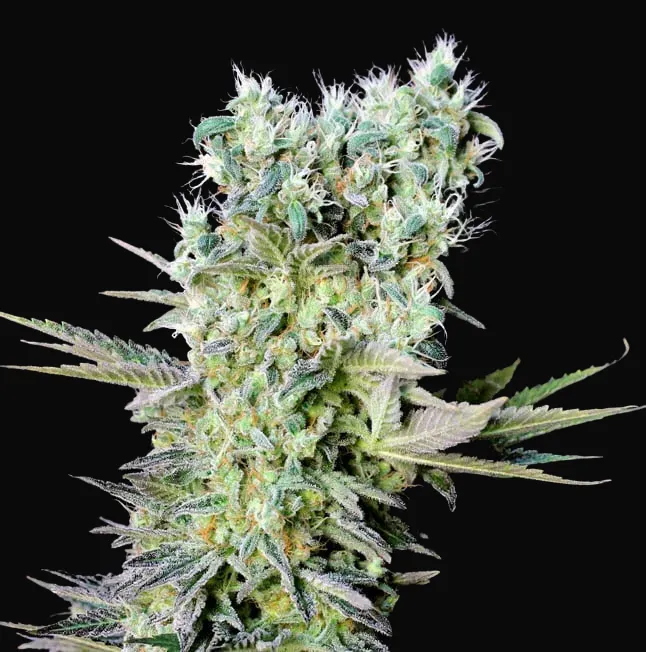 Northern Lights X