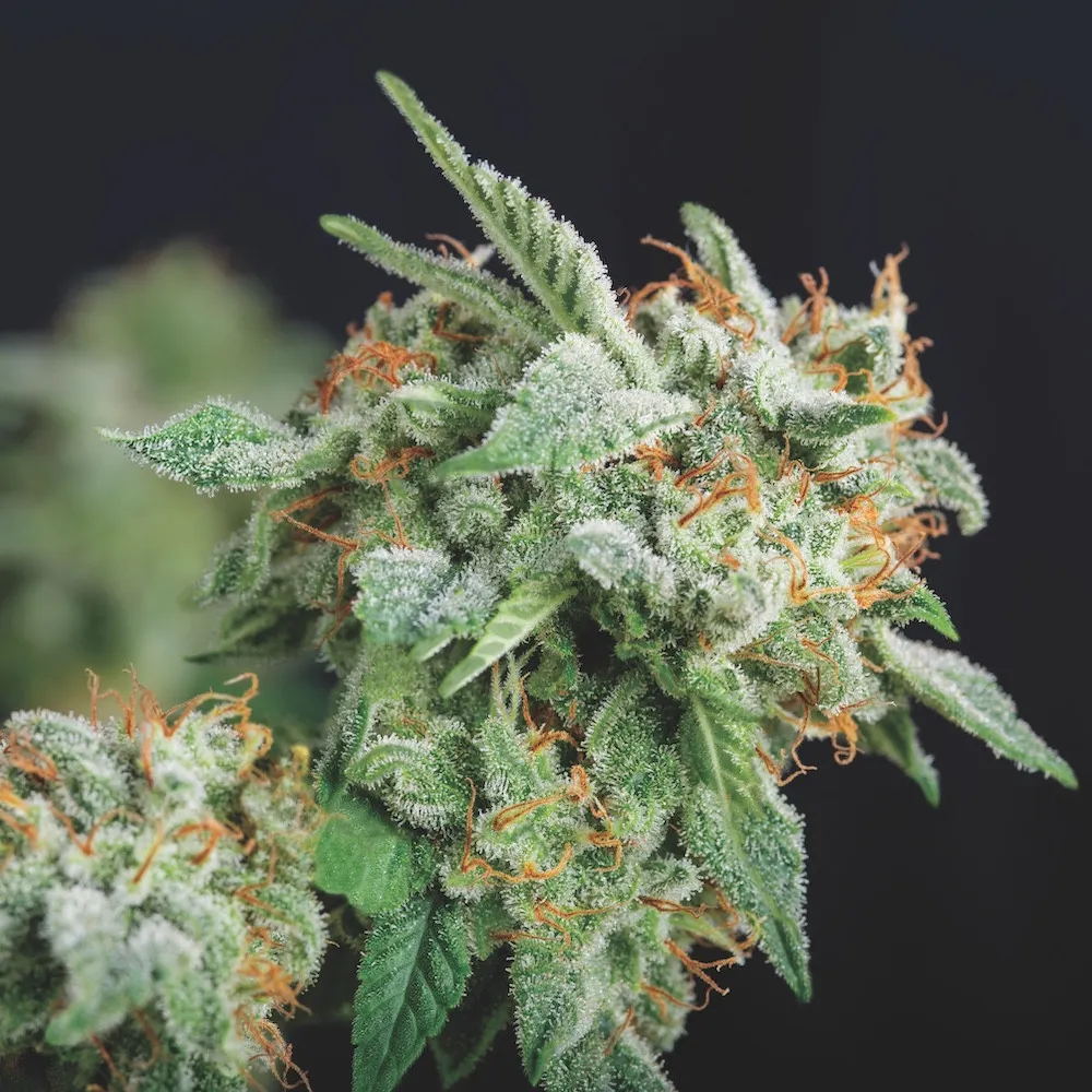 Northern Lights x Runtz