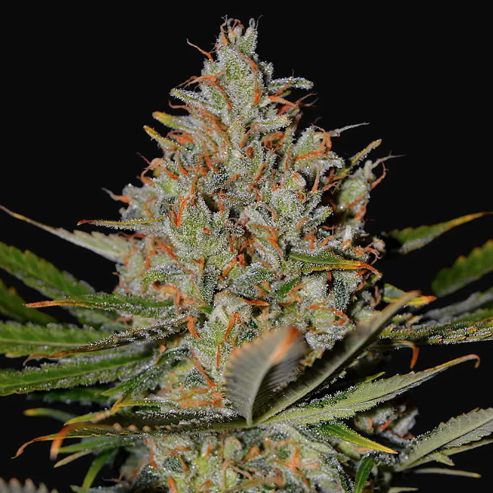 Northern Lights x Skunk