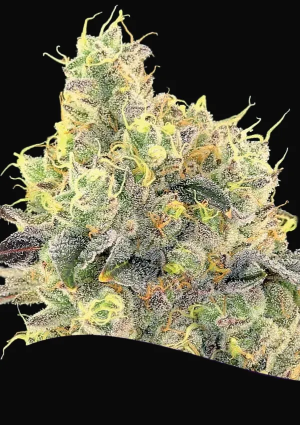 Nova OG