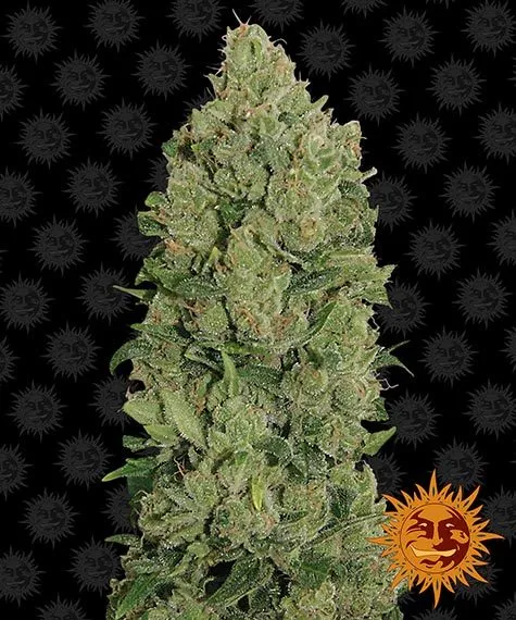 NYC Diesel Auto