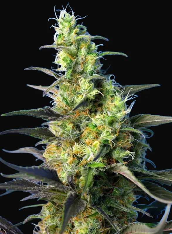 NYC Diesel CBD