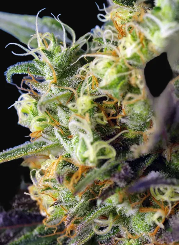 NYC Diesel CBD