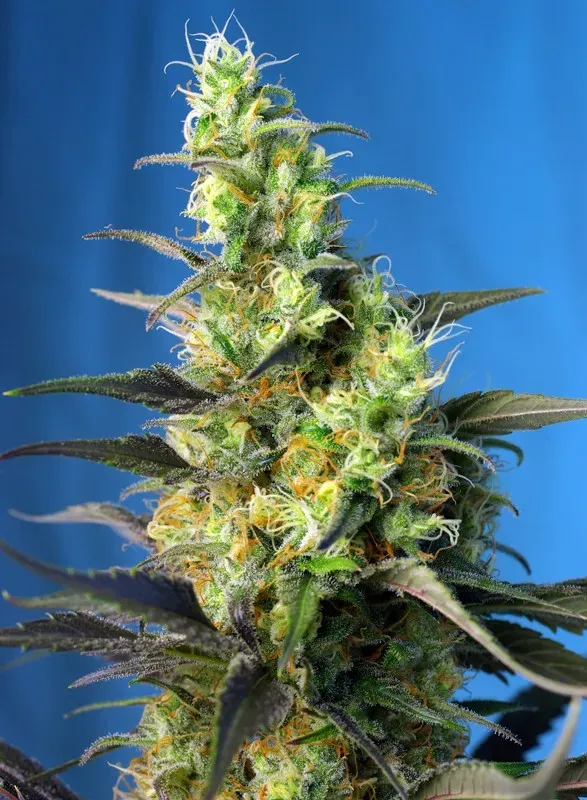 NYC Diesel CBD