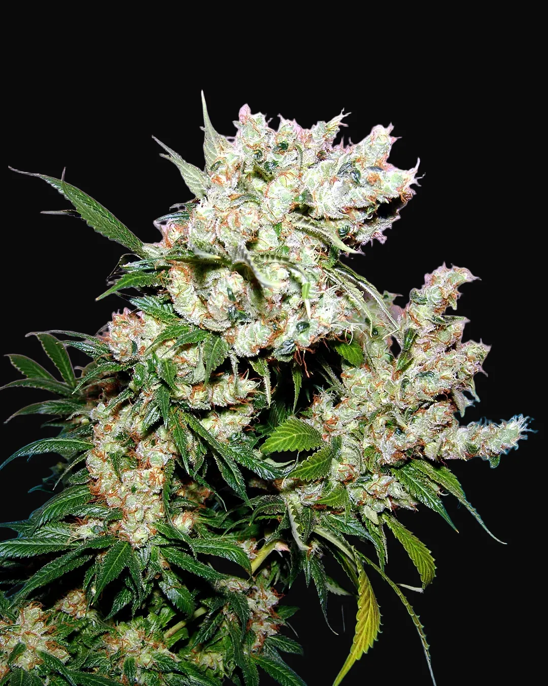 NYC Diesel