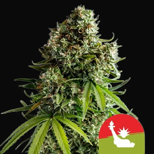 NYC Sour D Auto
