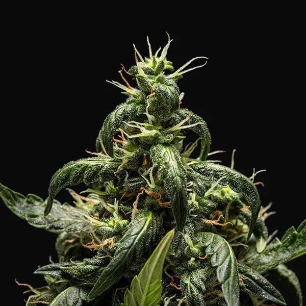 NYC Sour D Auto