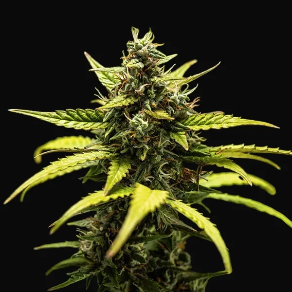NYC Sour D Auto