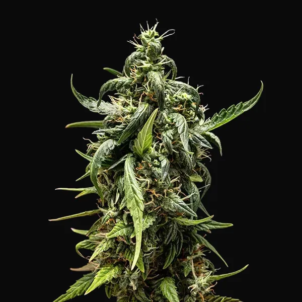 NYC Sour D Auto