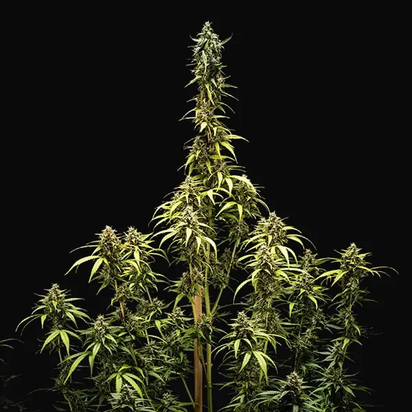 NYC Sour D Auto