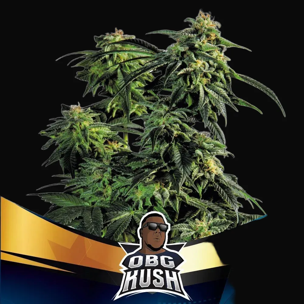 OBG Kush