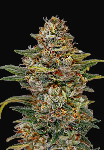 OG Kush Auto