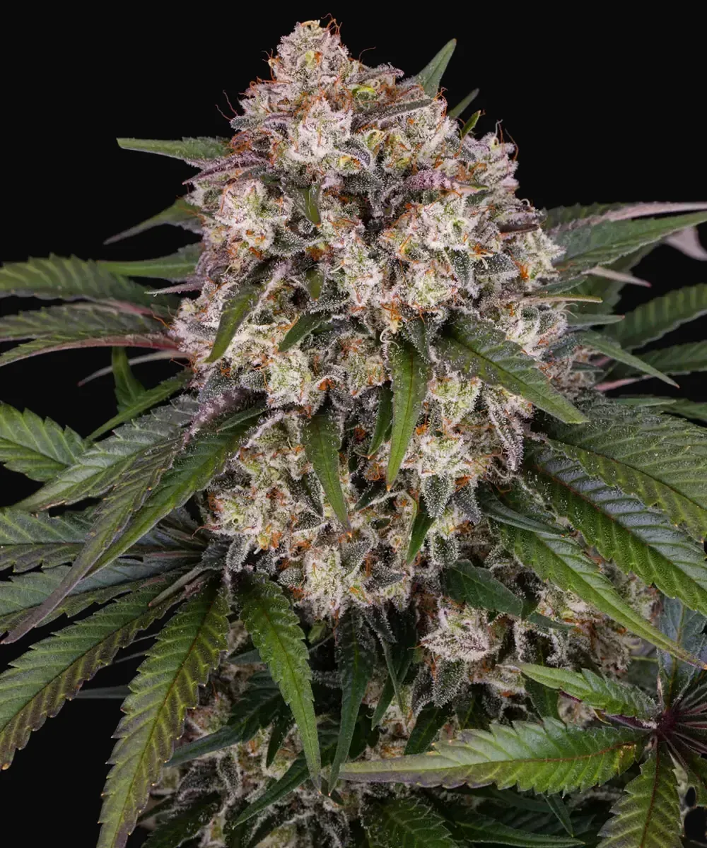 OG Kush Auto