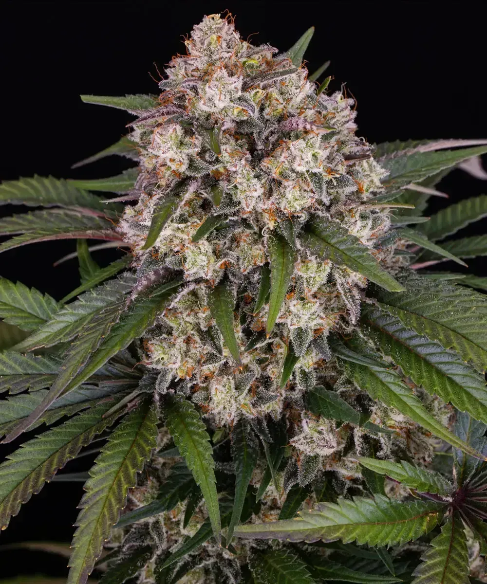 OG Kush Auto