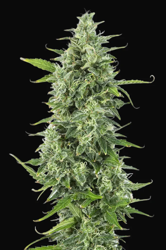 OG Kush Auto