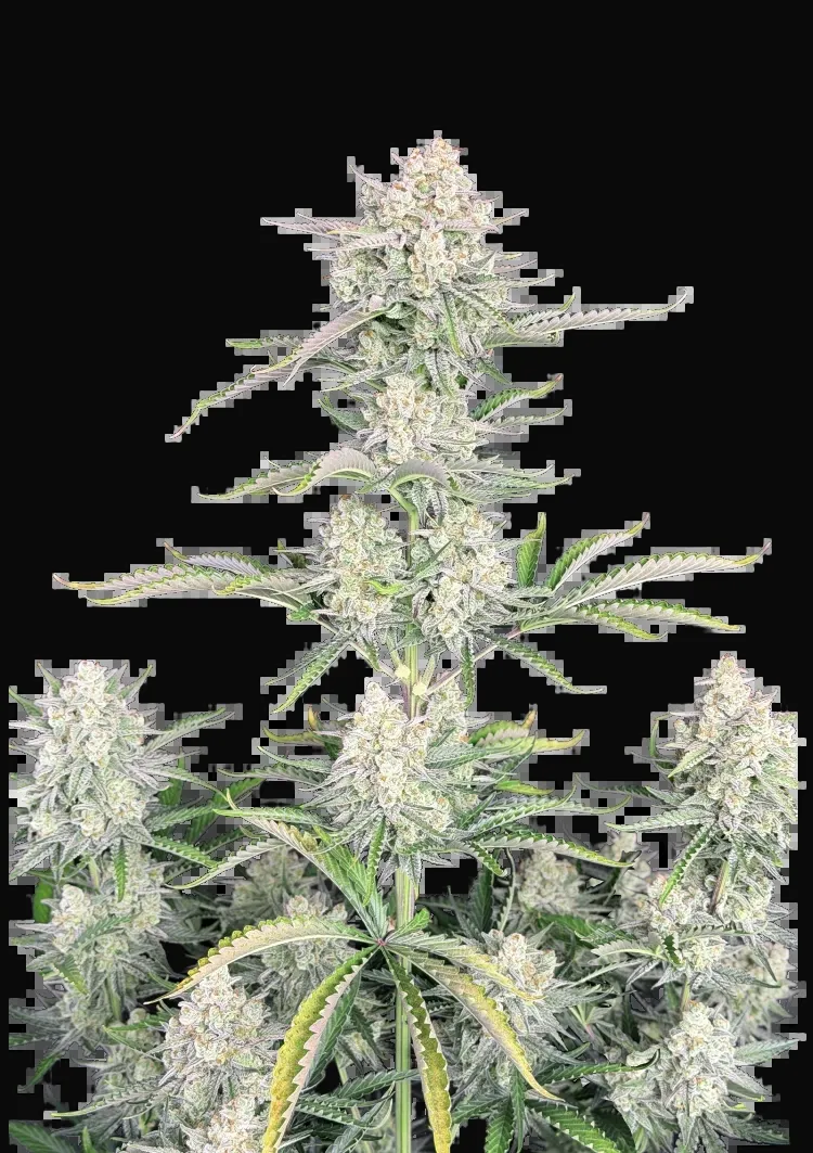 OG Kush Auto
