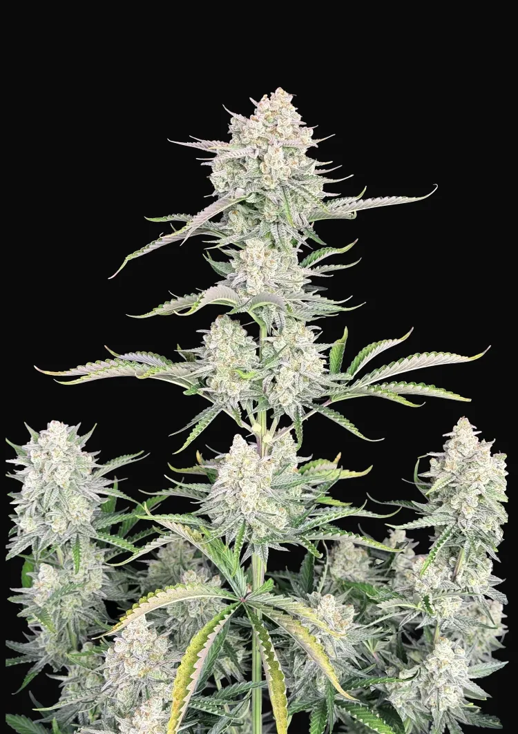 OG Kush Auto