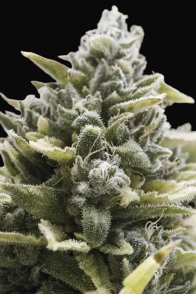 OG Kush Auto