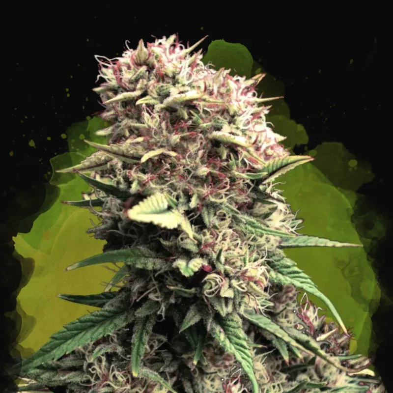 OG Kush Auto