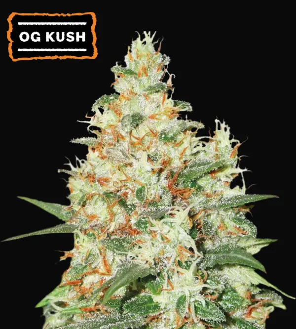 O.G Kush Auto