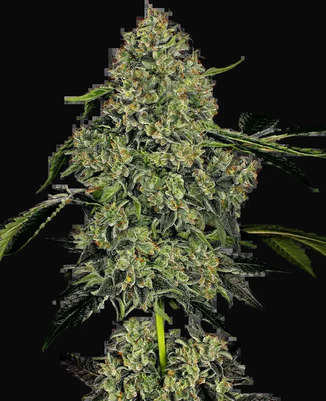 OG Kush Automatic