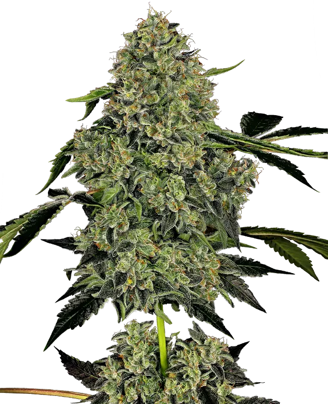 OG Kush Automatic