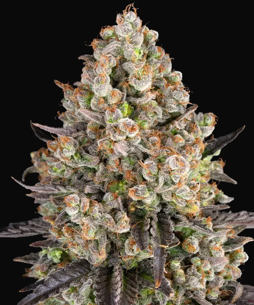 OG Kush