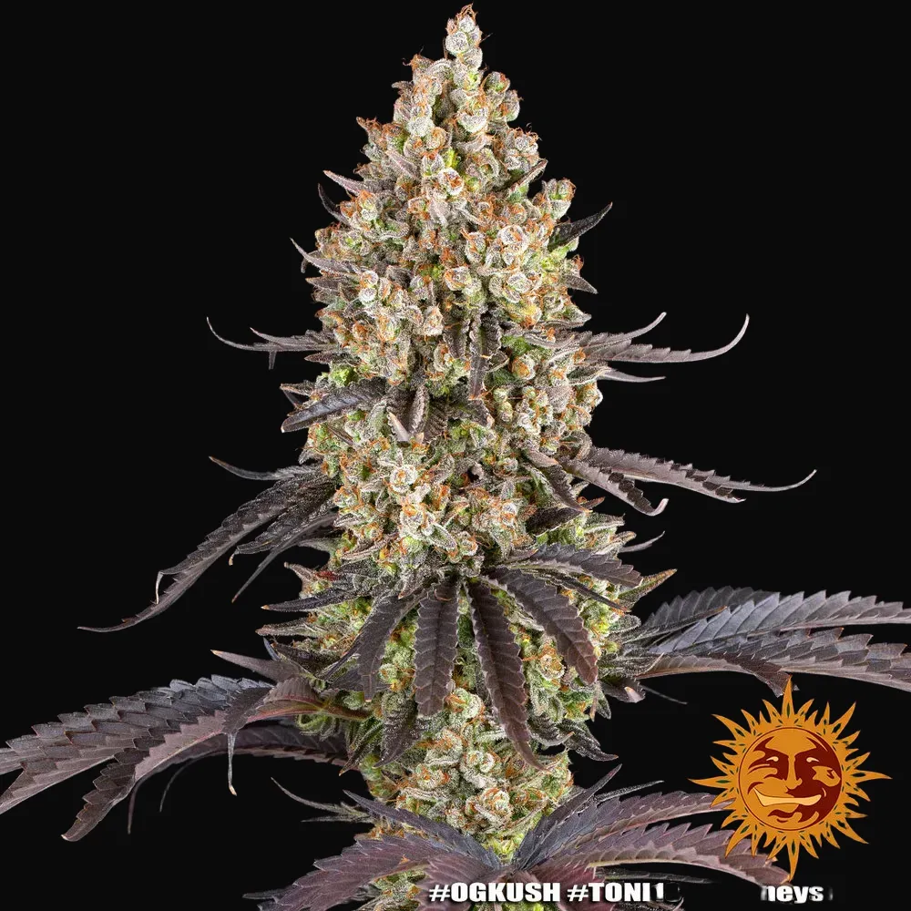 OG Kush