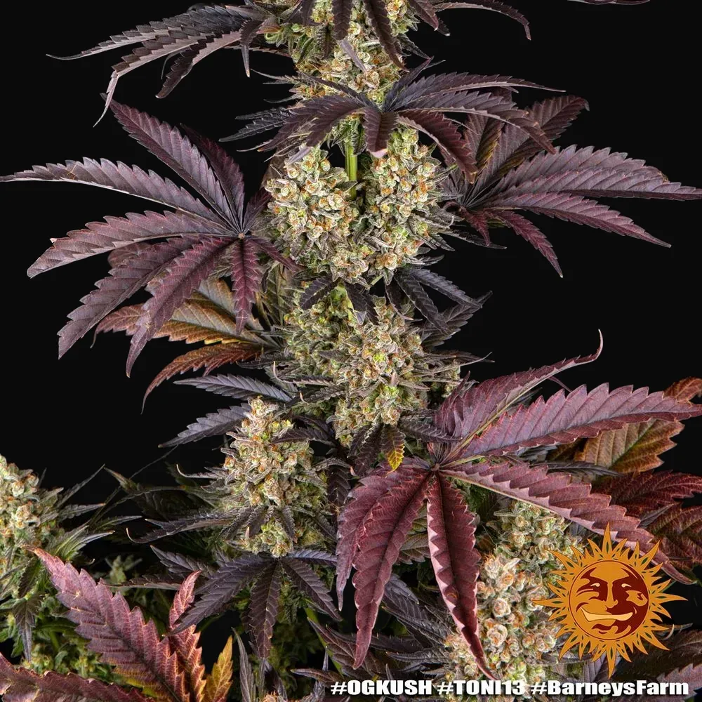 OG Kush