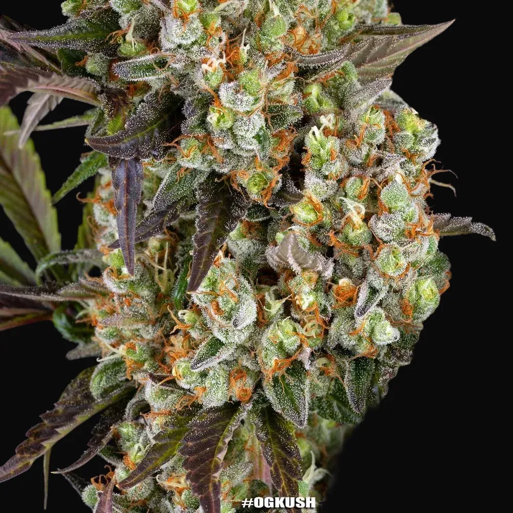 OG Kush