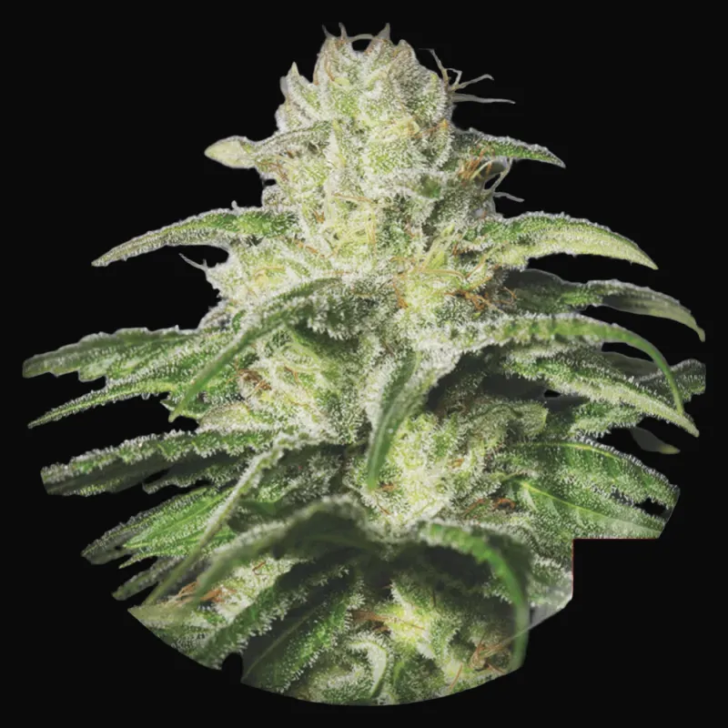 OG Kush CBD