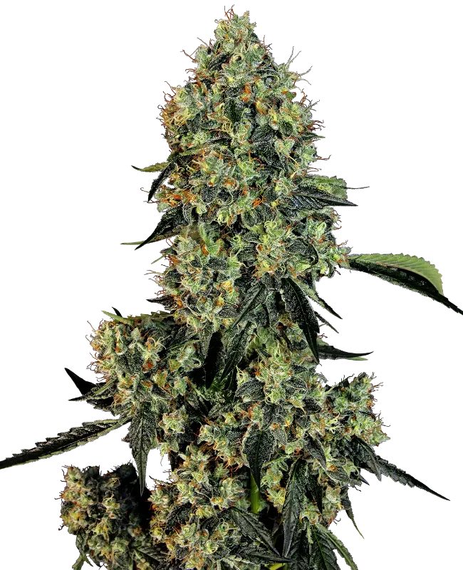OG Kush Feminized
