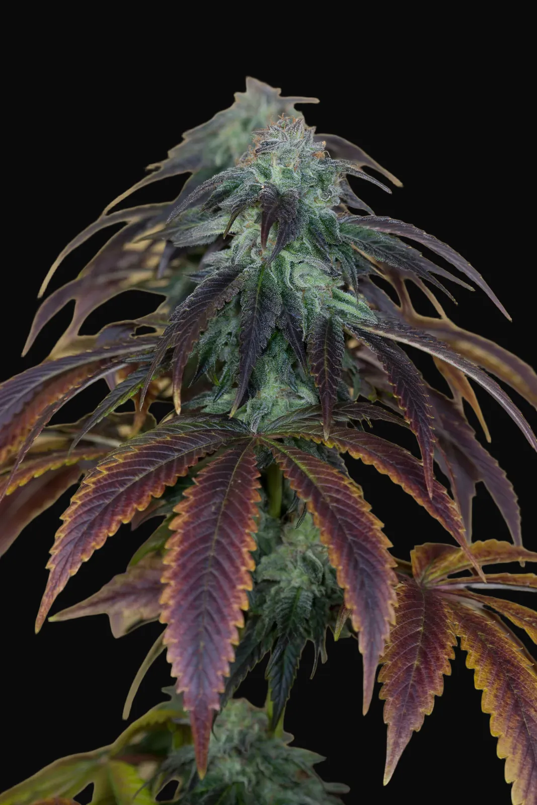 OG Kush