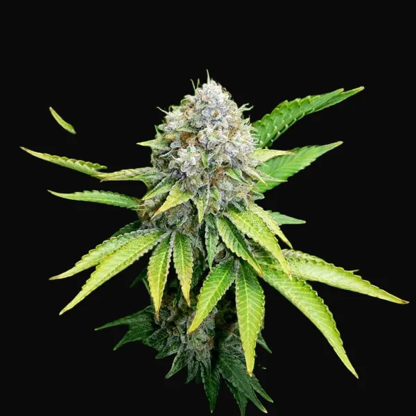OG Kush