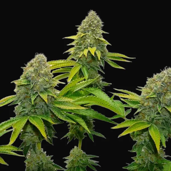 OG Kush