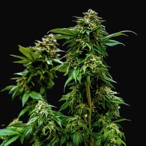 OG Kush