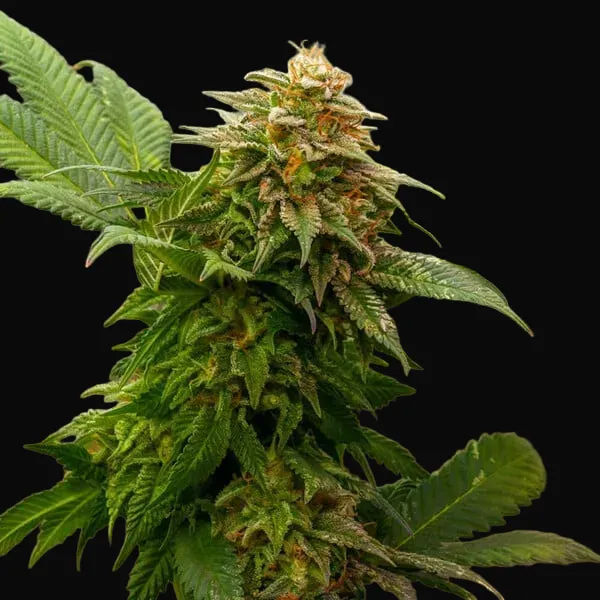 OG Kush