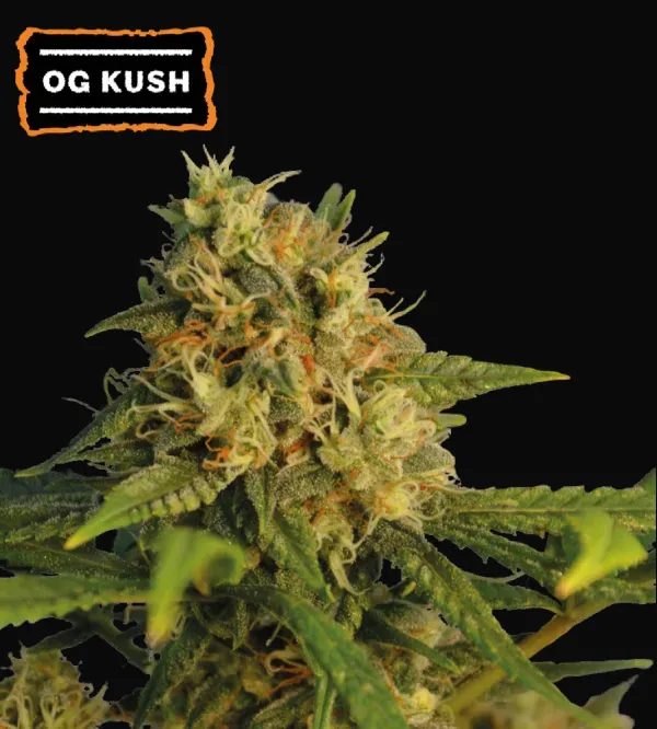O.G. Kush