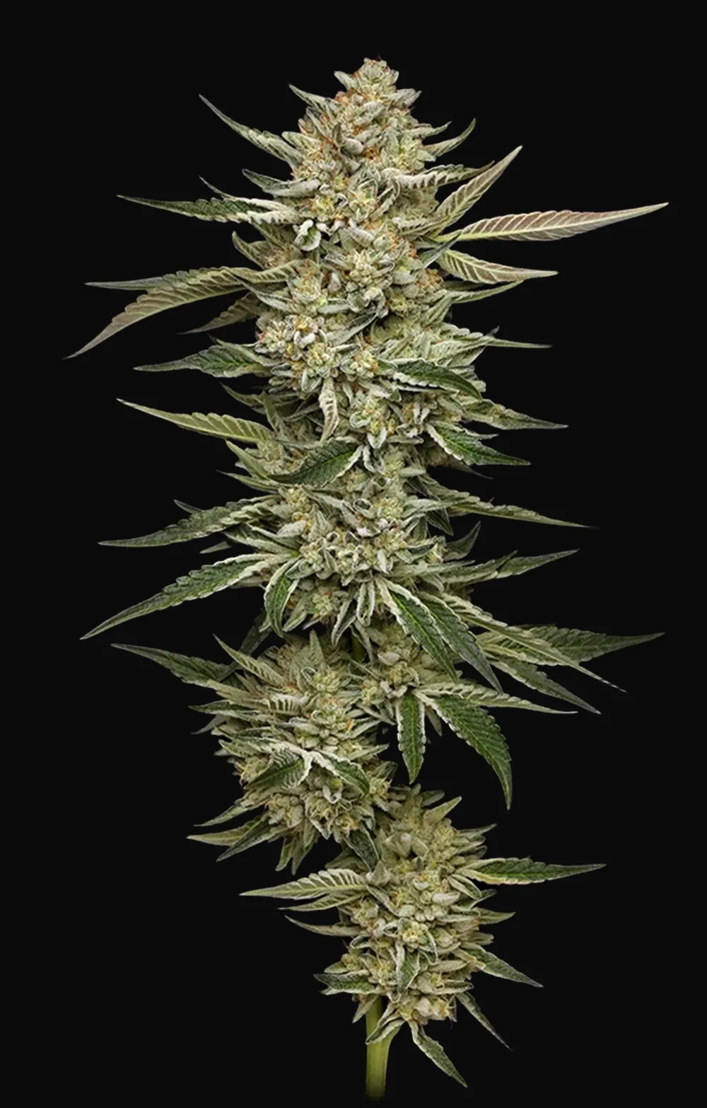 OG Triploid Auto