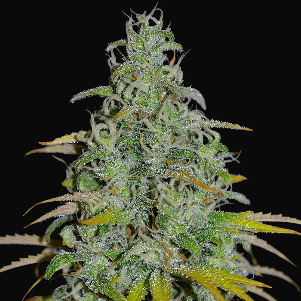 OG13