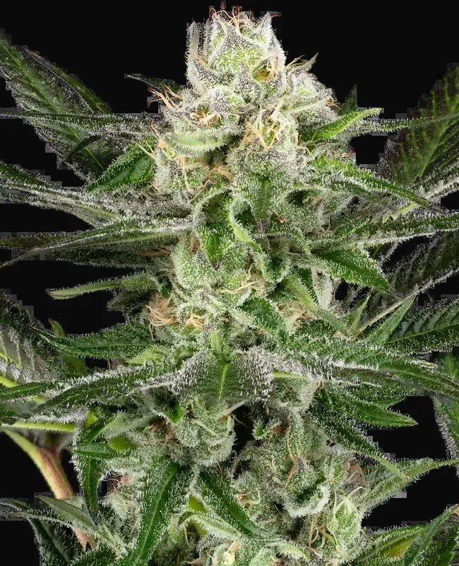 O’Gezuz Feminized