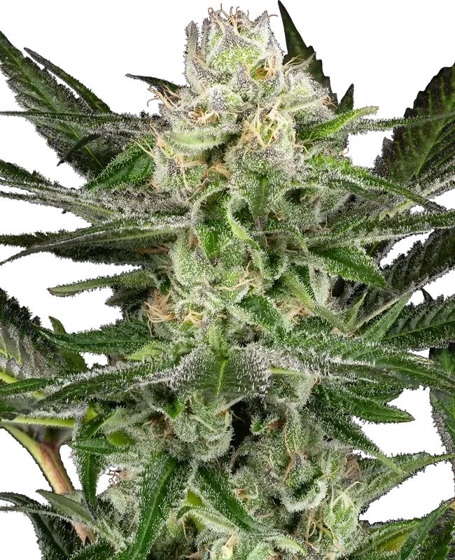 O’Gezuz Feminized