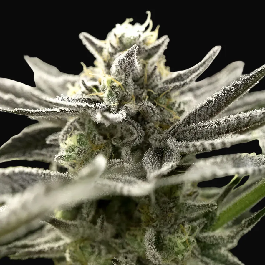 OGKZ Auto