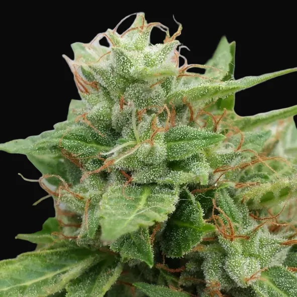 Ogre Auto