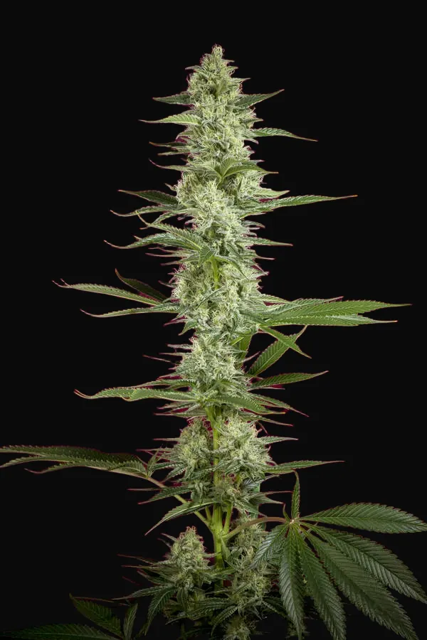 O'Haze Red