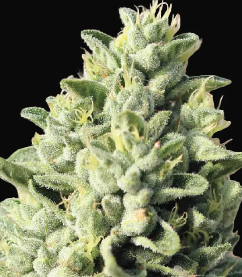 Old Growth OG