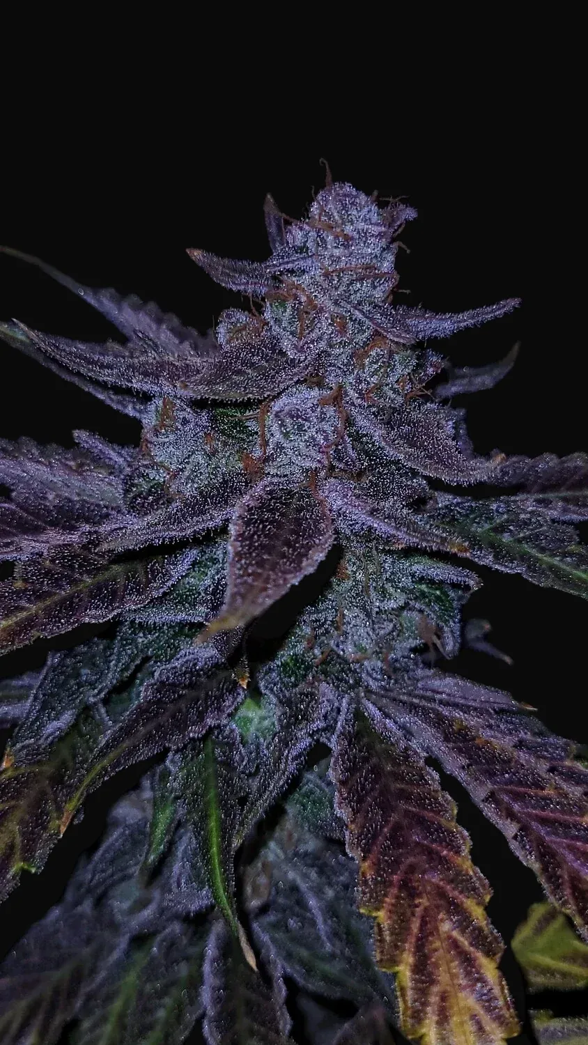 Old School Purple Nuggets Auto