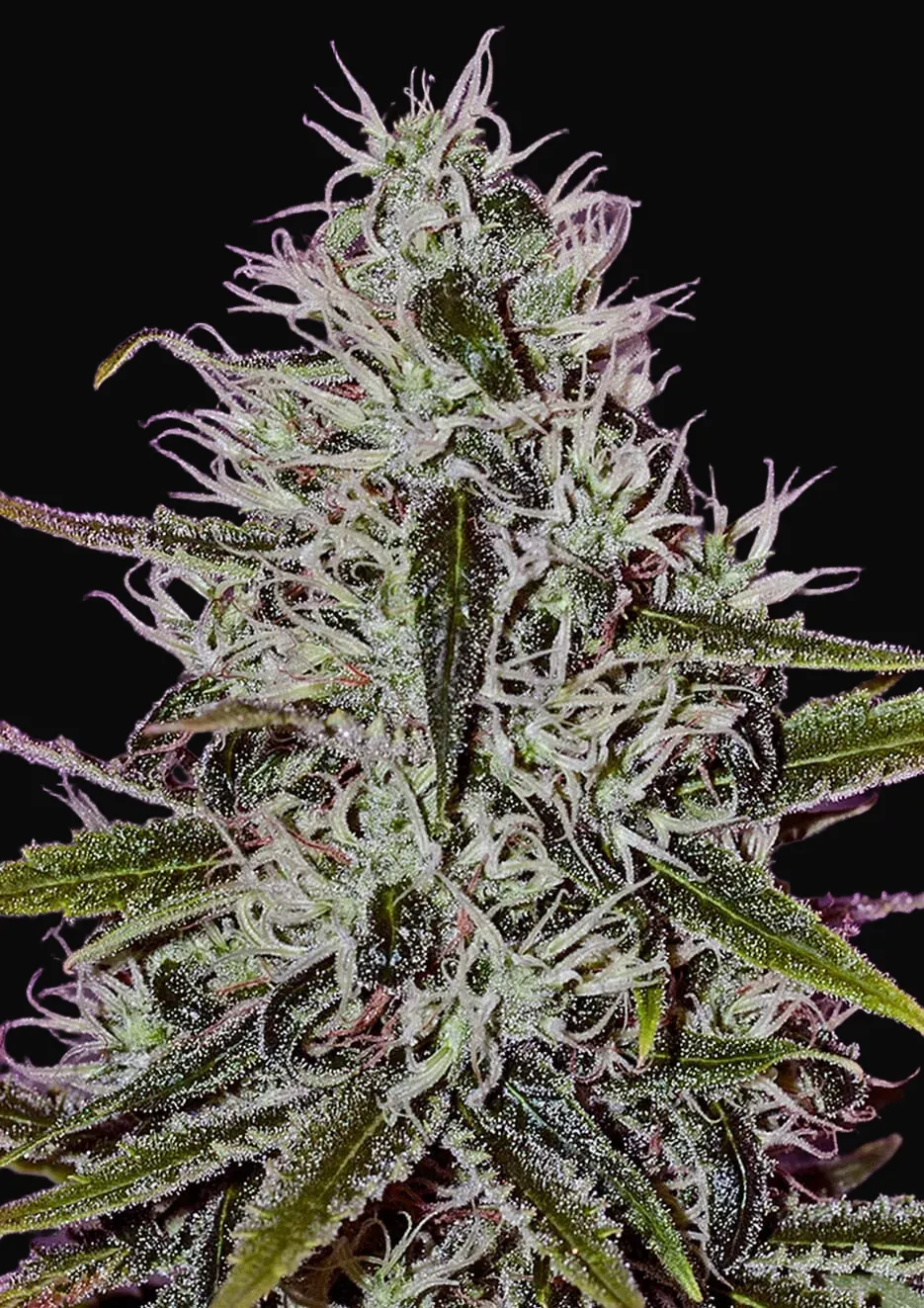 One Love Haze