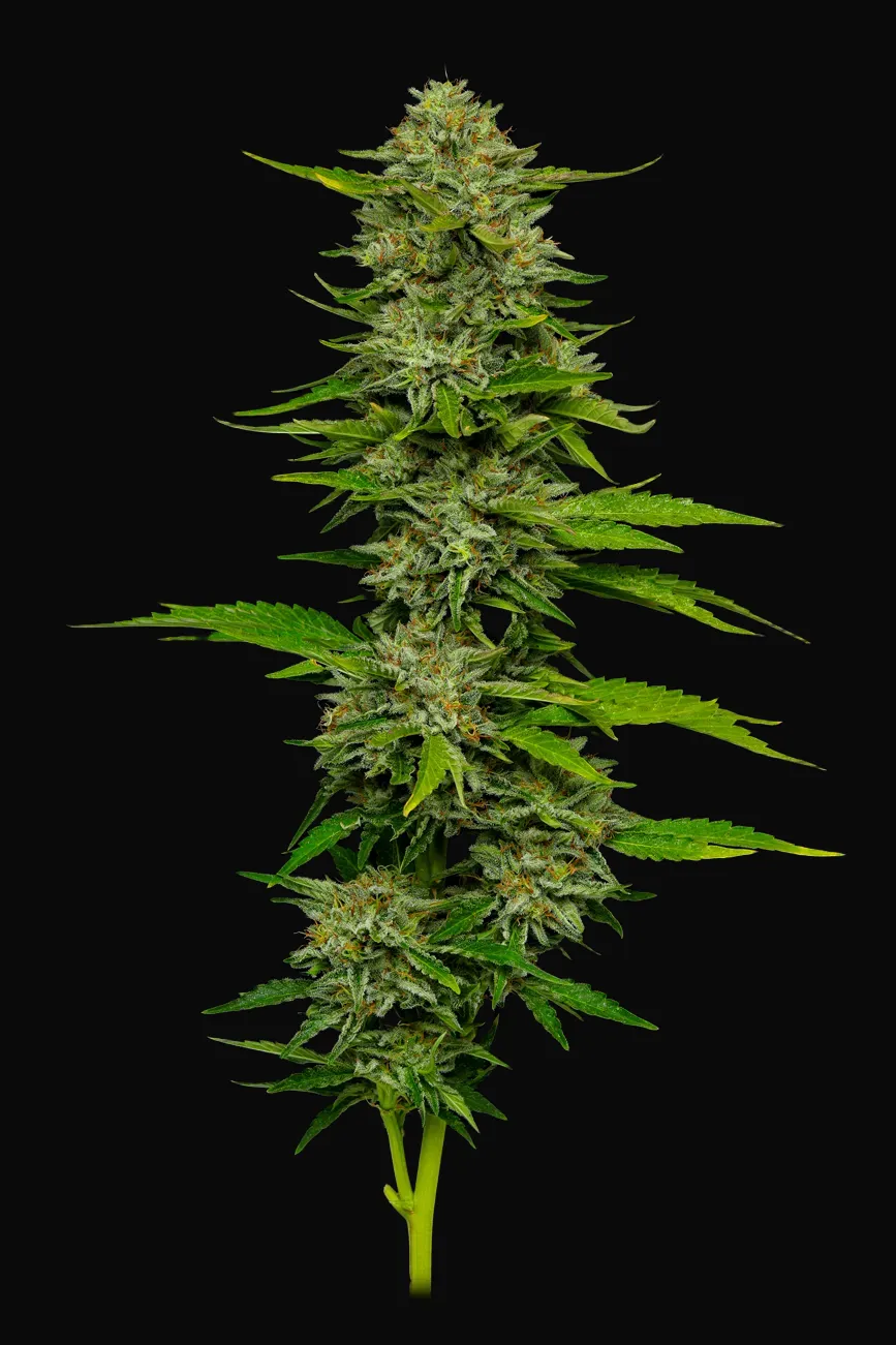One Love Sativa